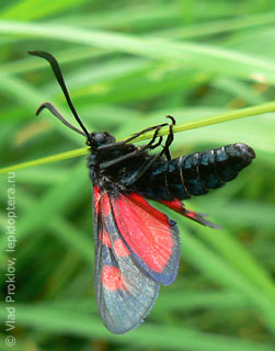 Zygaena lonicerae