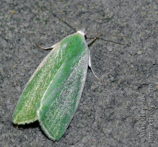 Earias clorana