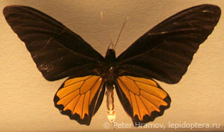 Troides helena