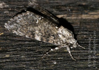 Acronicta rumicis