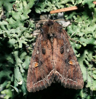 Lacanobia oleracea