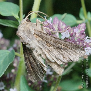 Polia bombycina