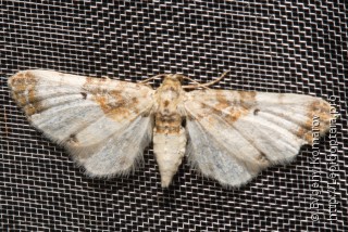 Имаго  Eupithecia breviculata