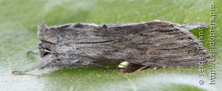 Cucullia lucifuga