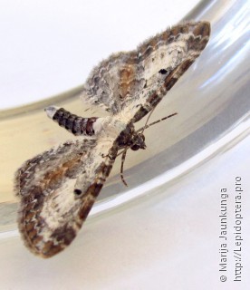 Eupithecia succenturiata