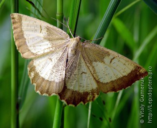 Angerona prunaria