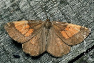 Angerona prunaria