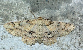 Ascotis selenaria