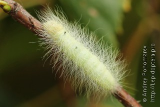 Acronicta leporina