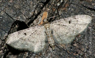 Eupithecia veratraria