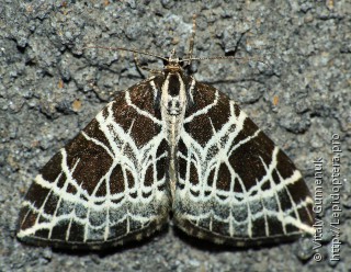 Eustroma reticulata