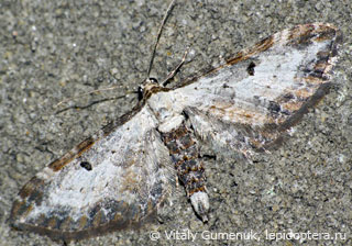 Eupithecia succenturiata