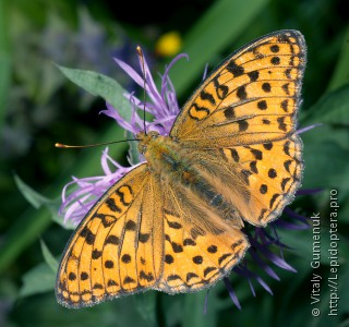 Argynnis adippe