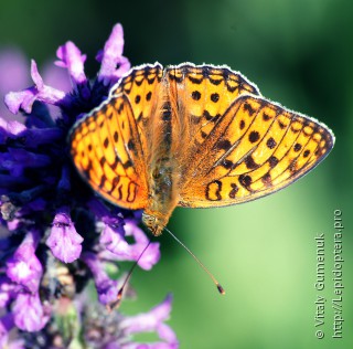 Argynnis adippe