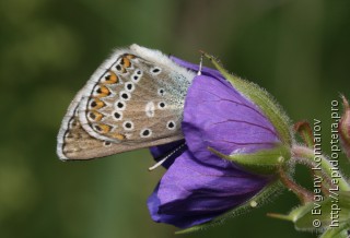 Eumedonia eumedon