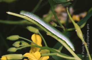 Anthocharis cardamines