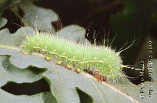 Saturnia caecigena