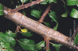 Odonestis pruni