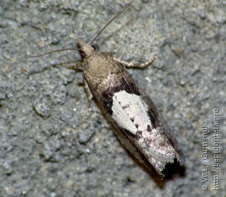 Имаго  Epinotia brunnichana