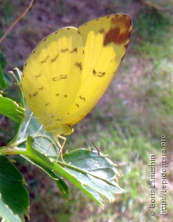 Eurema blanda