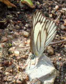 Appias libythea