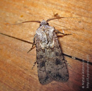 Agrotis segetum