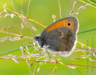 Coenonympha pamphilus