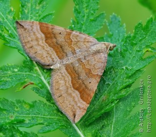 Scotopteryx chenopodiata