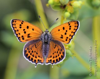 Самка  (Lycaena thersamon)