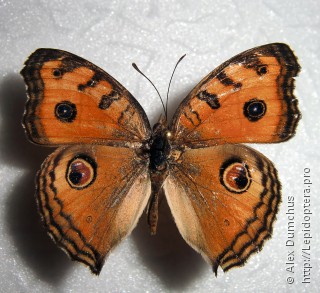 Junonia almana