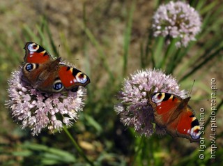 Aglais io