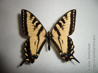 Имаго  Papilio rutulus