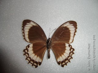 Papilio fuscus