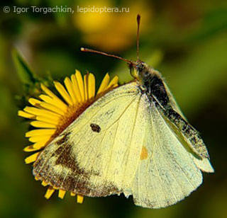 Colias hyale