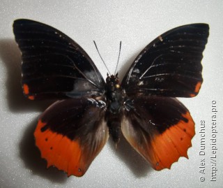 Charaxes protoclea