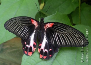 Самка  (Papilio rumanzovia)