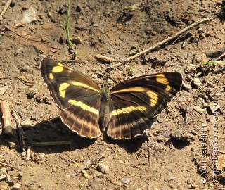 Neptis tschetverikovi