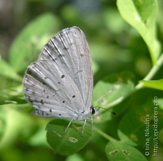 Celastrina ladonides