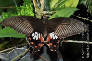 Самка  Papilio polytes
