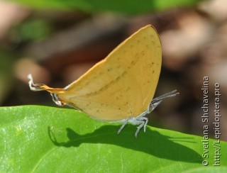 Имаго  Loxura atymnus