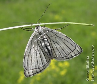 Siona lineata