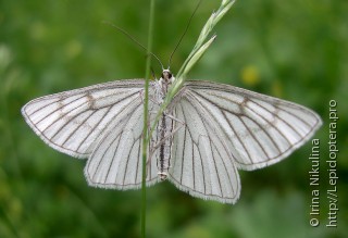 Siona lineata