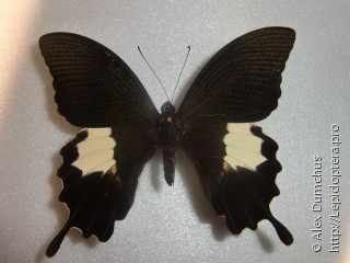 Papilio diophantus