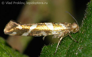 Argyresthia goedartella