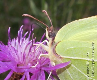 Gonepteryx rhamni