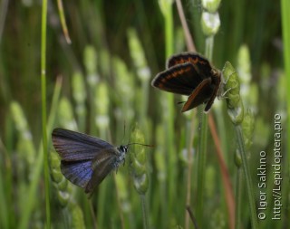 Plebejus argus