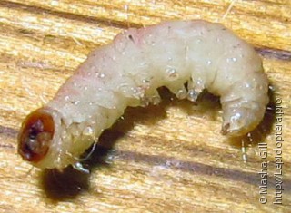 Plodia interpunctella