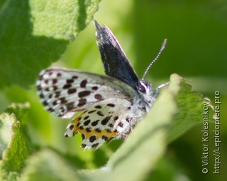 Scolitantides orion