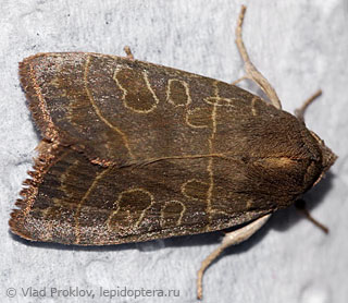 Ipimorpha subtusa