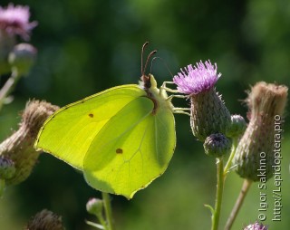 Gonepteryx rhamni